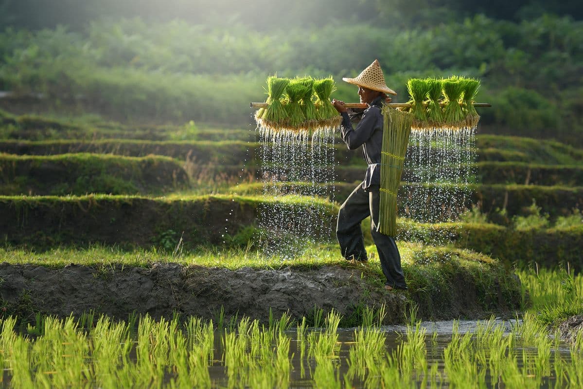 Tantangan dan Peluang Sektor Pertanian di Era Globalisasi