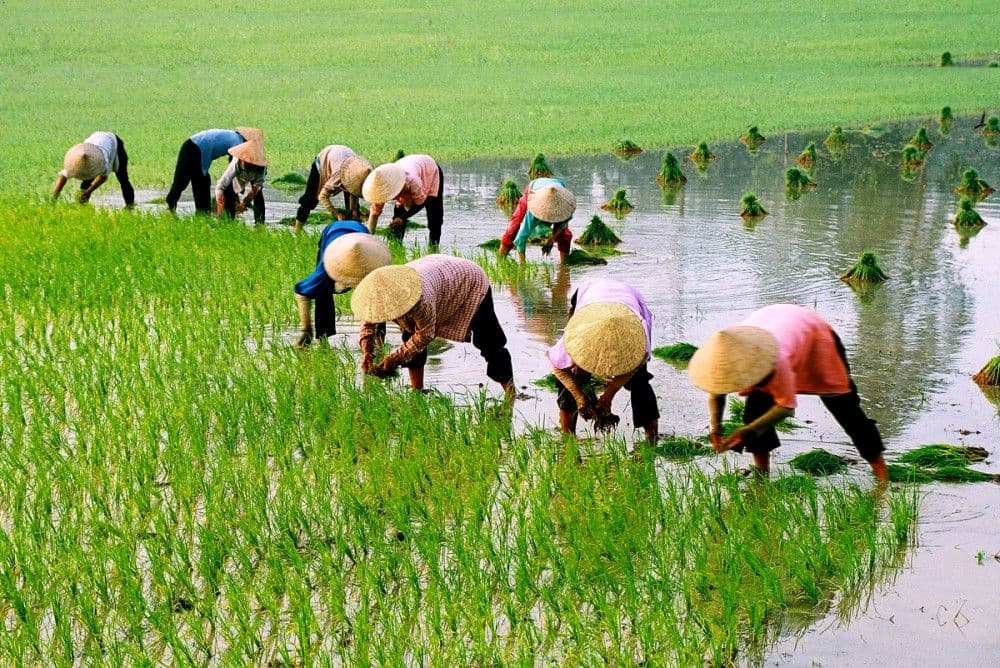 Perkembangan Sistem Pertanian dari Tradisional ke Modern