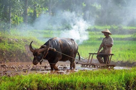 Peran Teknologi dan Inovasi dalam Peningkatan Produktivitas Pertanian