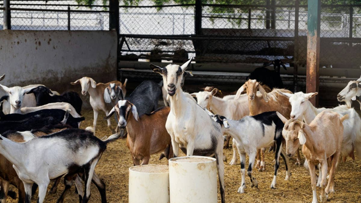 Peternakan Kambing Perah di Jawa Barat: Solusi untuk Kebutuhan Susu Lokal dan Peningkatan Pendapatan Petani