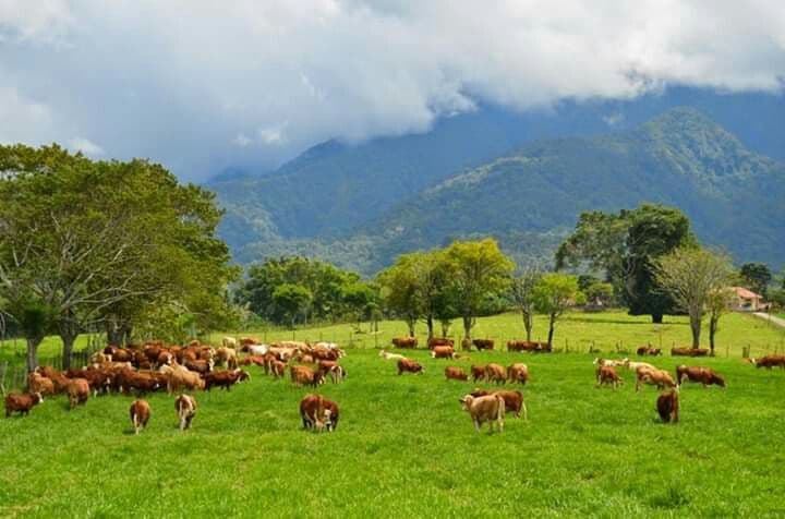 Dari Kandang ke Piring: Kisah Peternakan Indonesia yang Menjadi Tulang Punggung Nutrisi Bangsa