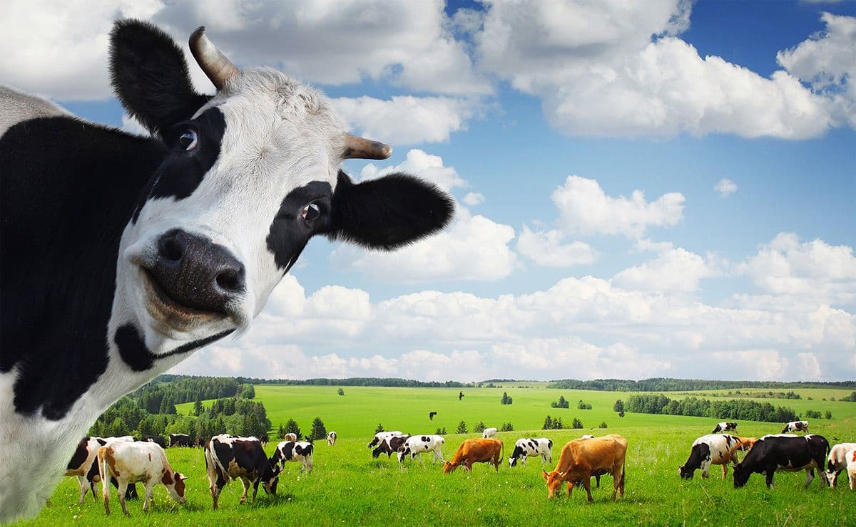 Dari Kandang Sederhana ke Smart Farm: Revolusi yang Mengubah Wajah Peternakan Indonesia
