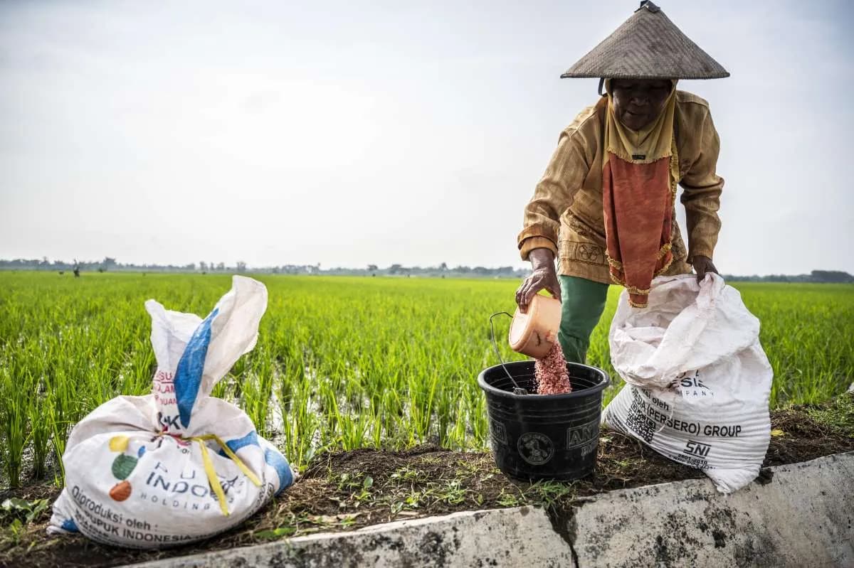 Distribusi Pupuk Jadi Fokus Petani di Akhir Musim Tanam 2025