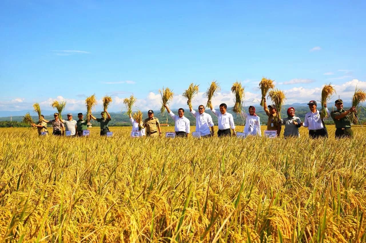 Petani Padi Mulai Panen Raya di Sejumlah Wilayah Indonesia