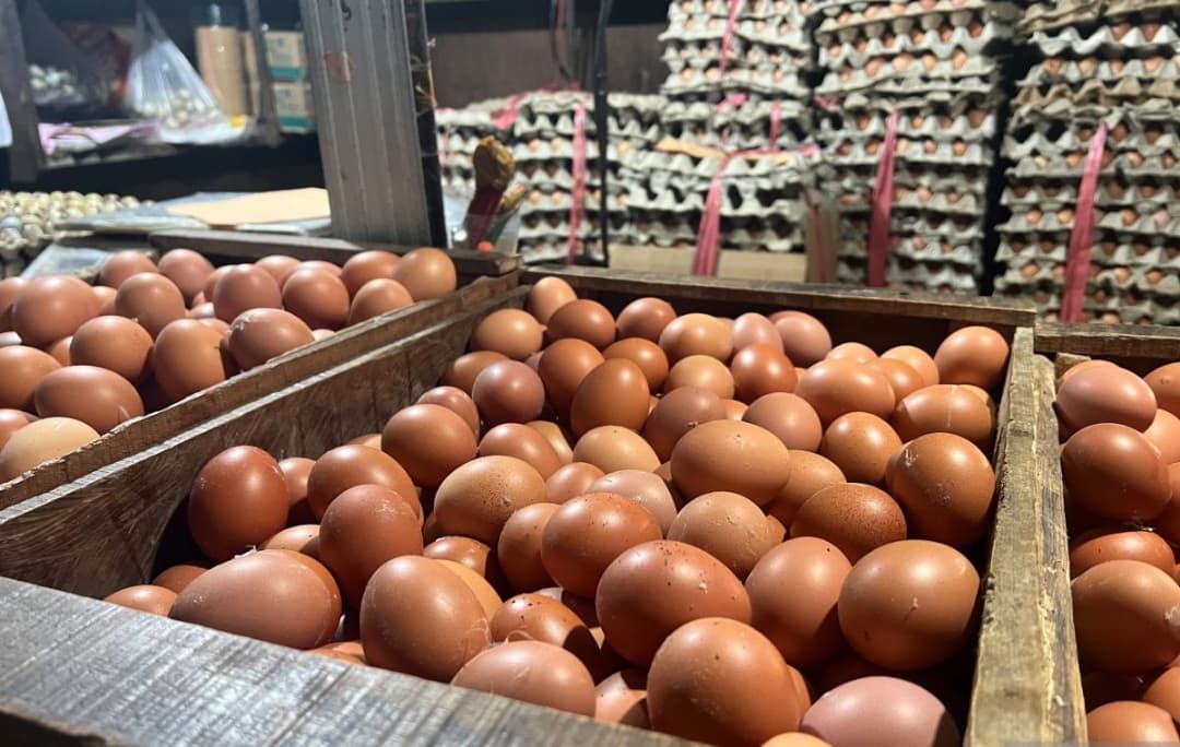 Produksi Telur Ayam Nasional Meningkat Menjelang Akhir Tahun 2025