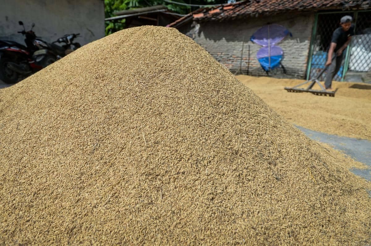 Serapan Gabah Petani Mulai Ditingkatkan di Awal 2026